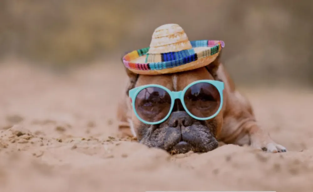 Mascotas en el verano