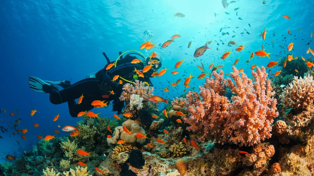 buceo en los cabos