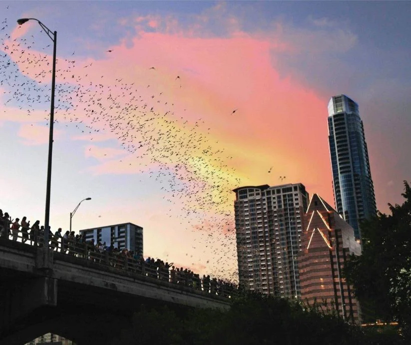 Los murciélagos del puente Congress Avenue