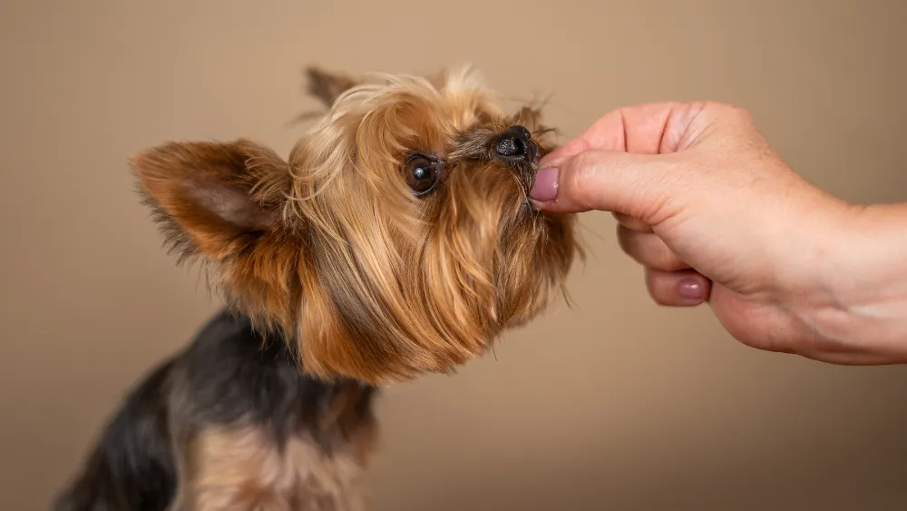 perrito