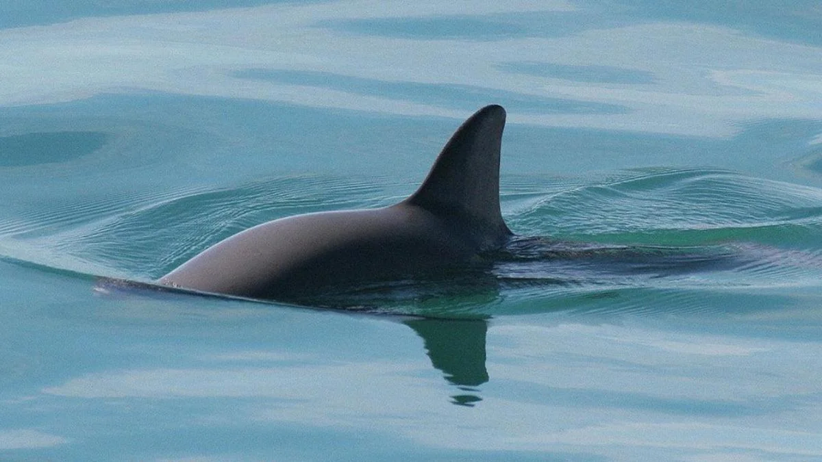 Vaquita marina en su hábitat natural en aguas del Alto Golfo de California, México.