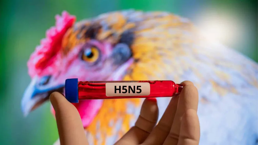 gripe aviar h5n5