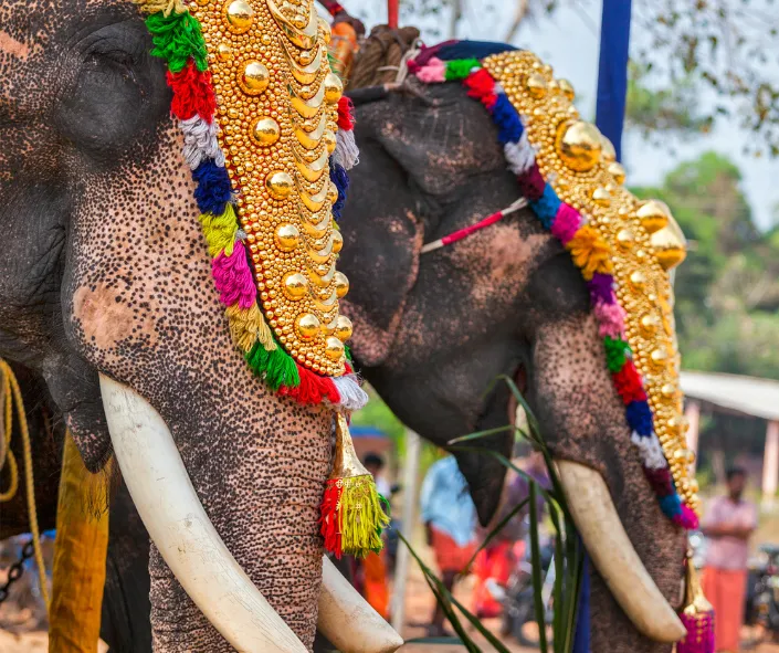 elefante hindu