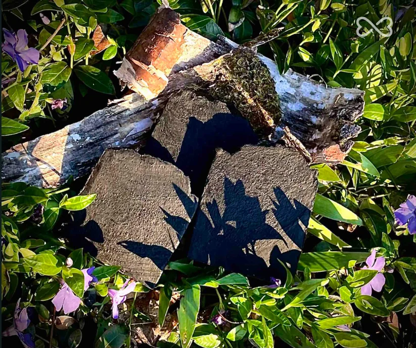 El uso del alquitrán de abedul como antibiótico primitivo