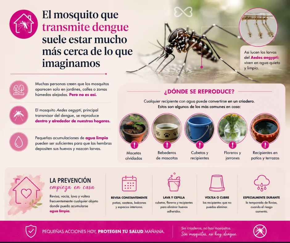 El mosquito que transmite dengue suele estar mucho más cerca de lo que imaginamos.