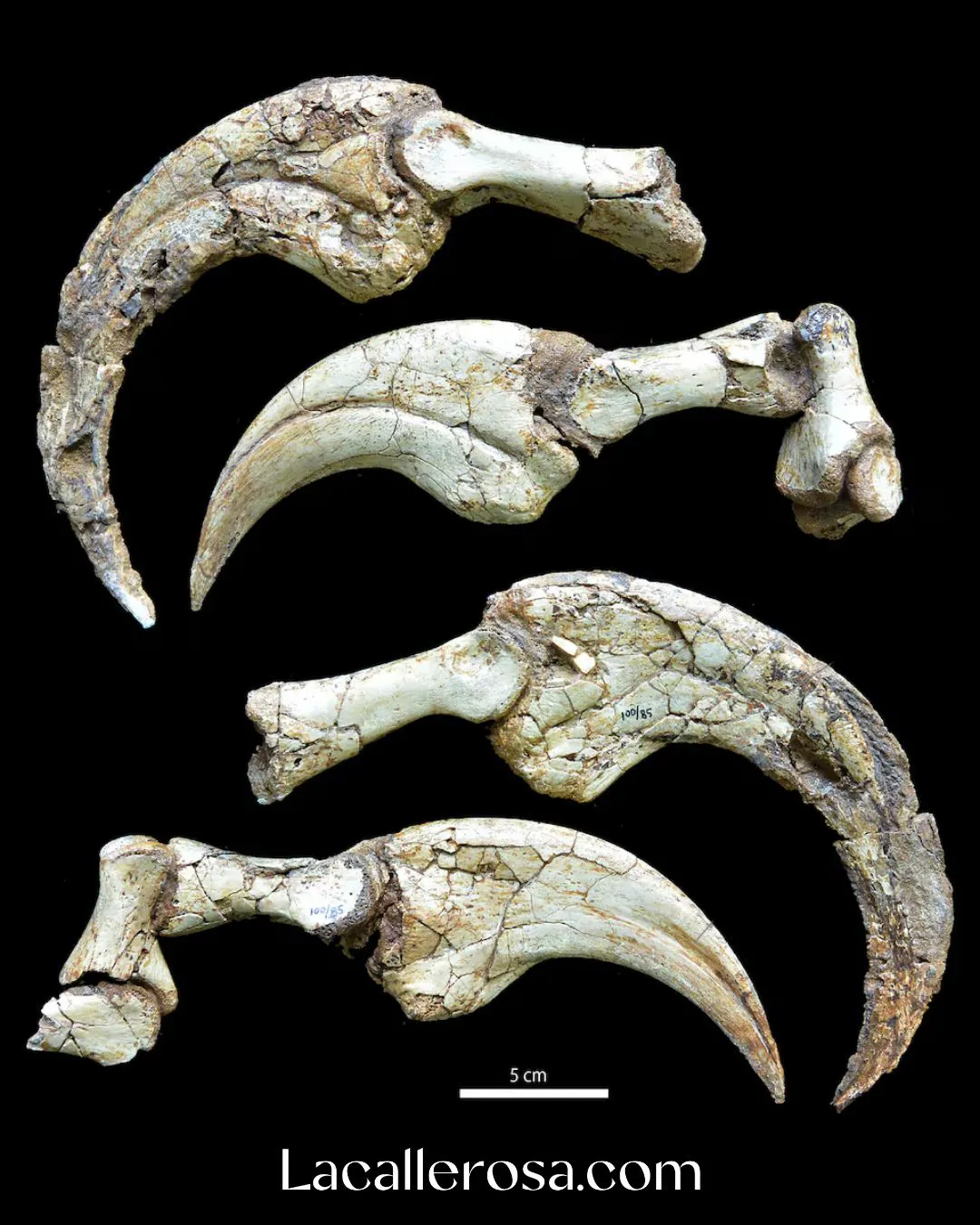 Alnashetri, el dinosaurio más pequeño