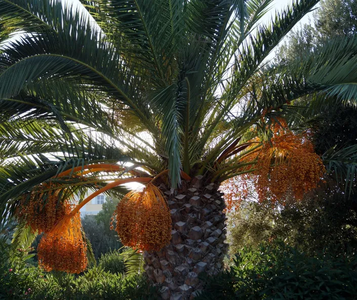palma de datiles