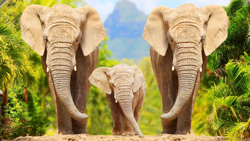 elefante