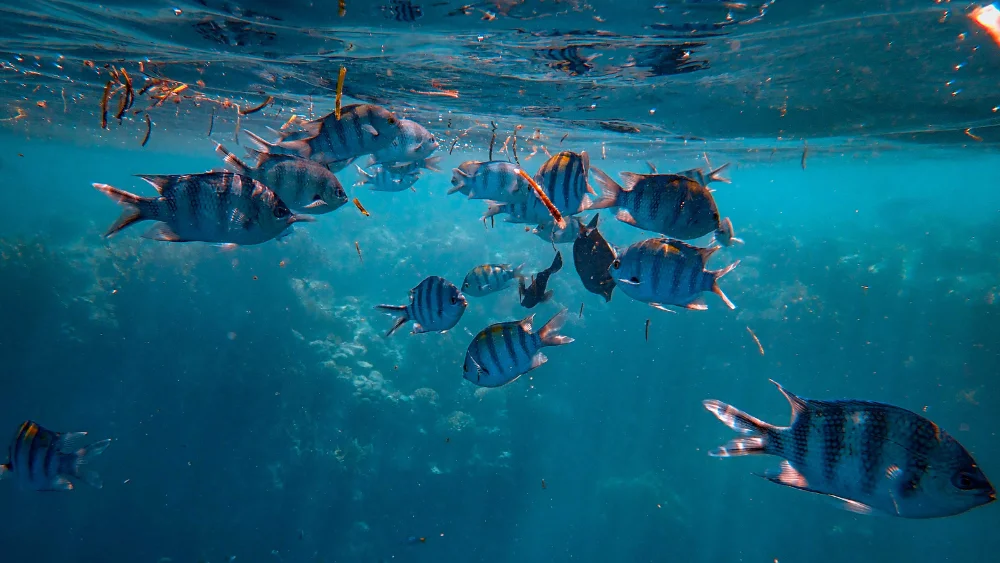 Nodavirus en mariscos observado en productos del mar bajo análisis sanitario