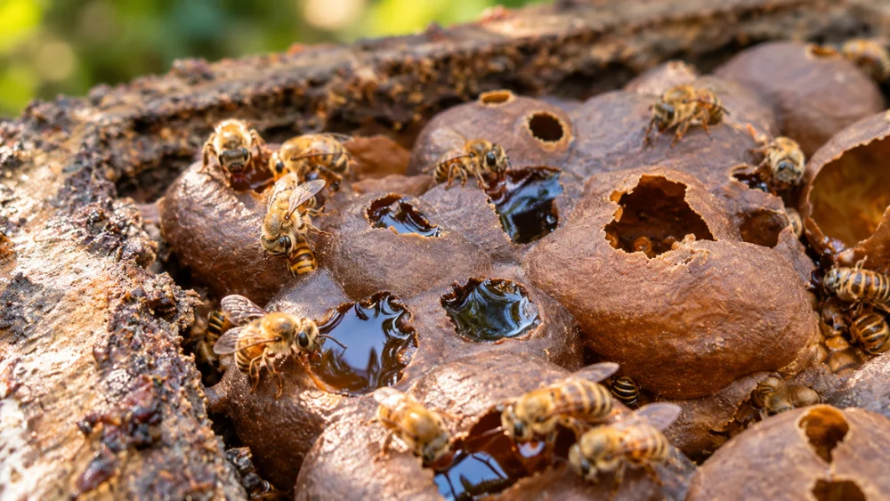 La meliponicultura maya mantiene una relación ancestral con las abejas nativas sin aguijón, criadas tradicionalmente en jobones para la producción de miel.