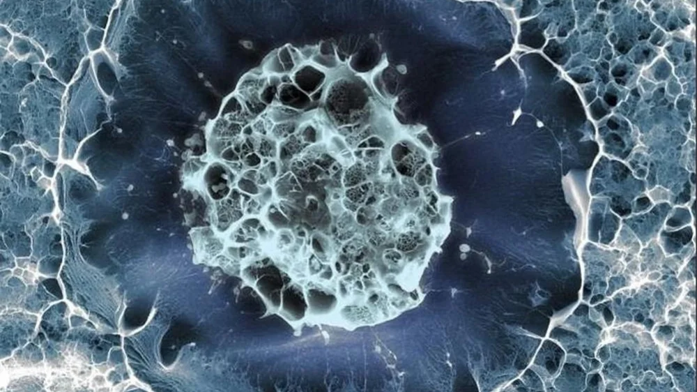 La célula desconocida del embarazo que desconcierta a la ciencia