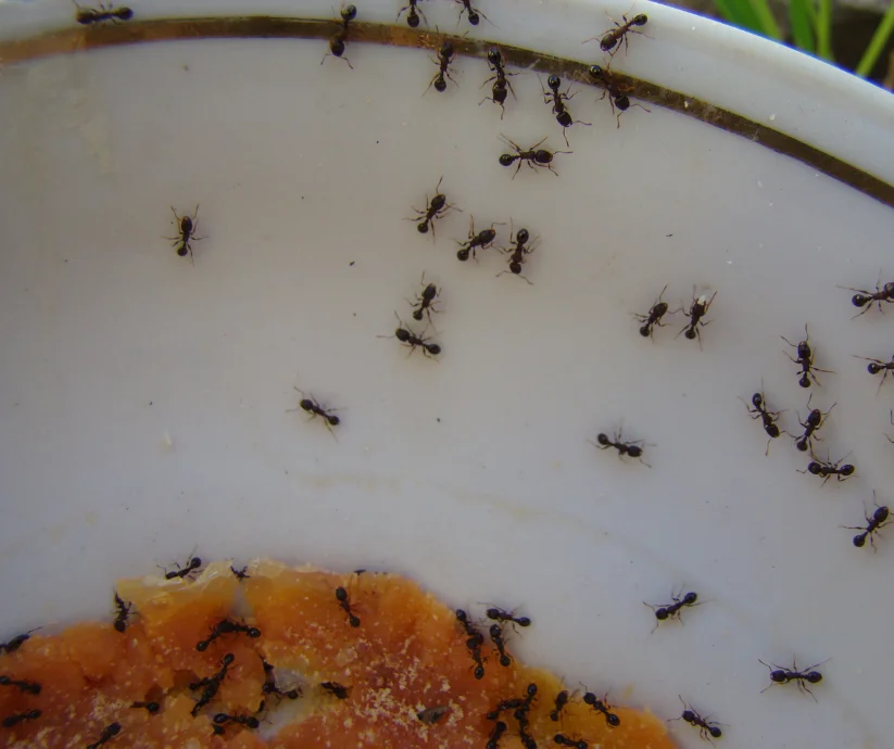 Soñar con hormigas puede parecer muy bueno pero también podría ser un mal sueño