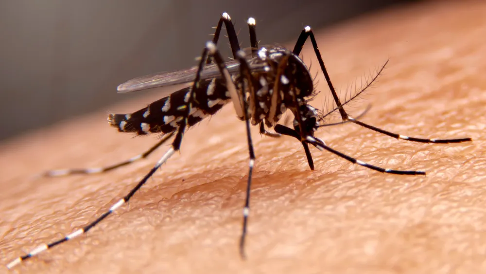 dengue