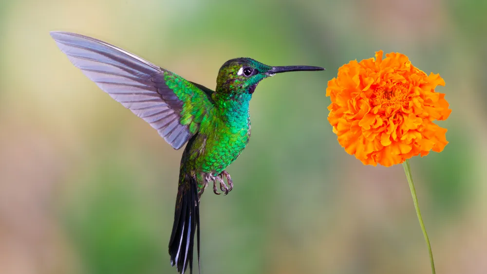 colibri y cempasuchil