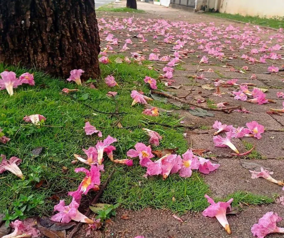 Villahermosa alfombrada de macuilies