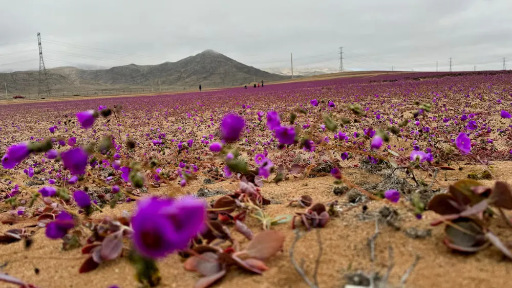 desierto de atacama
